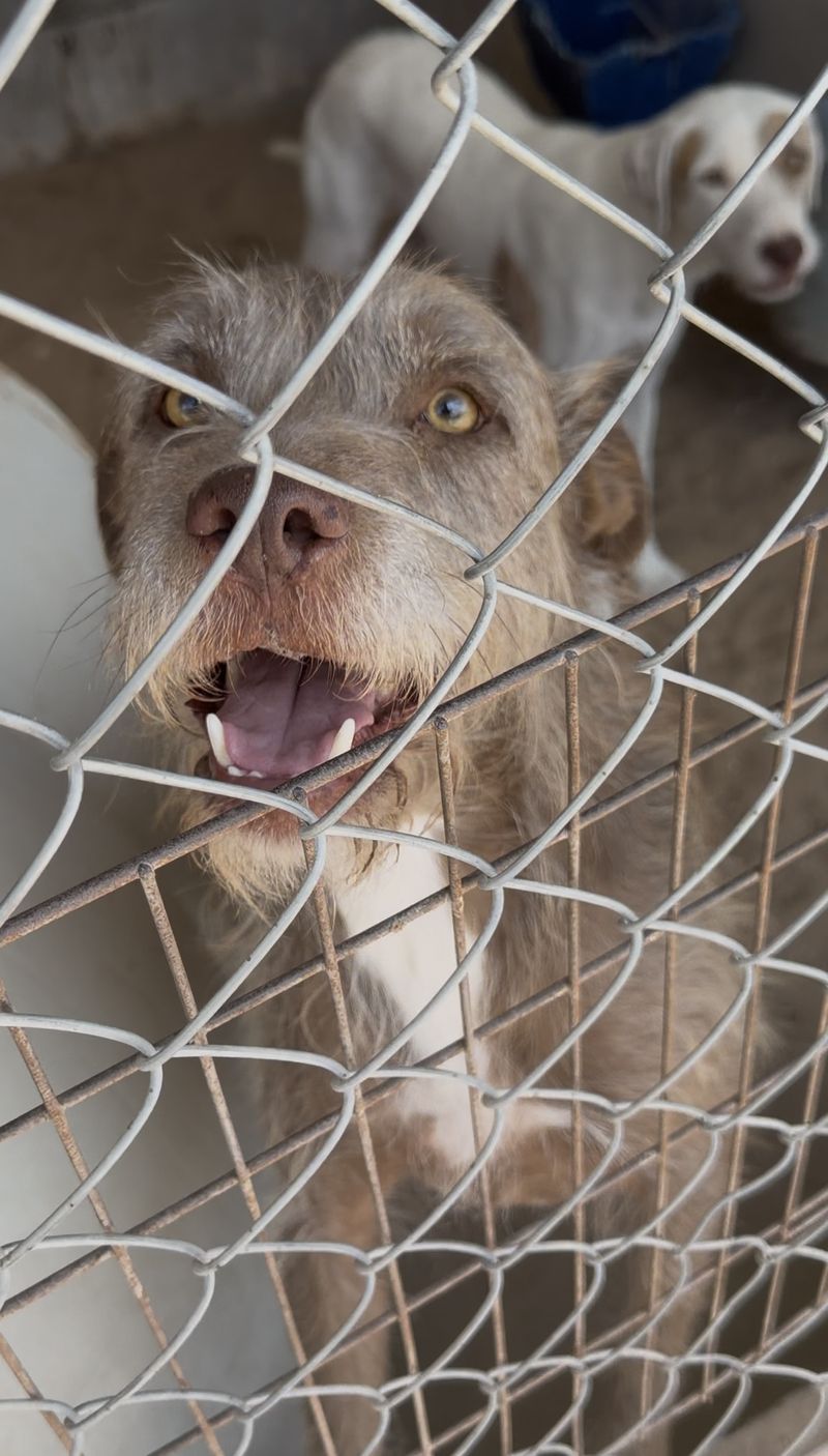 A close-up of a stray dog at a fence, alert and waiting to be fed