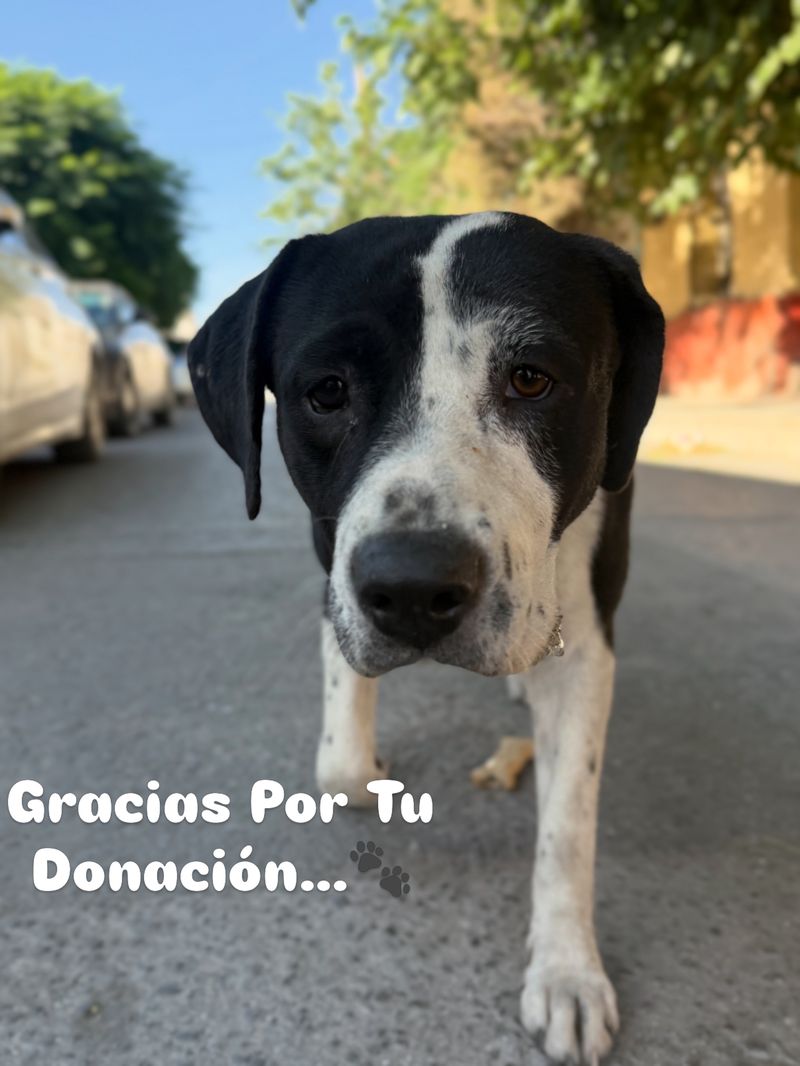 A black and white dog standing on a sunny street, cared for by the program