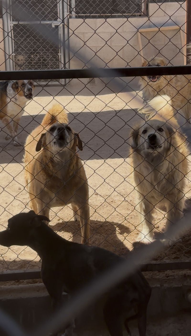 A group of stray dogs gathered together at a shelter fence
