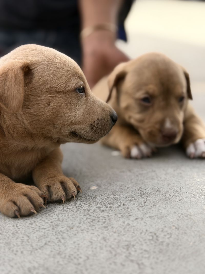 Two rescued puppies resting close together