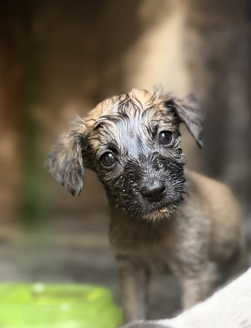 A small rescued puppy looking toward the camera, recently taken in by the program